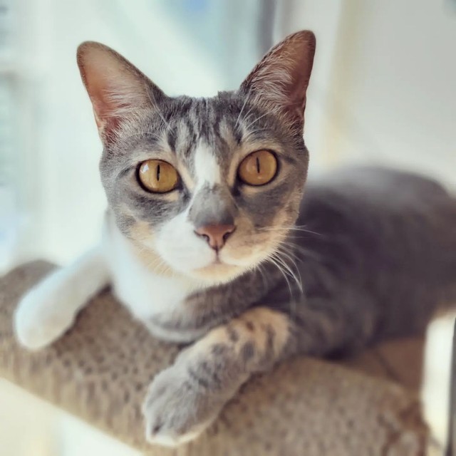 大きな目が印象的な梅たん