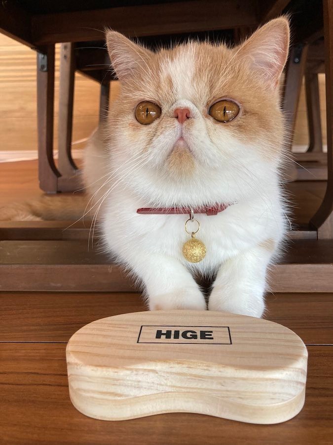 犬に吠えられた シワシワ顔でしょんぼりする猫ちゃんに励ましの声が殺到 可愛いから吠えられたのさ まいどなニュース 犬に吠えられた シワシワ顔でしょんぼりする猫ちゃんに励ましの声が殺到 可愛いから吠えられたのさ まいどなニュース