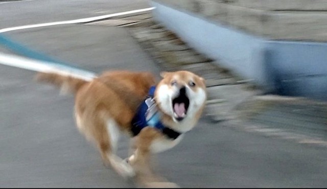柴犬 ヒャッホーイ 飼い主 普通に走ってくれ 散歩が楽し過ぎる柴犬 につきあう飼い主に励ましの声 この瞬間を撮影できたのがすごい まいどなニュース