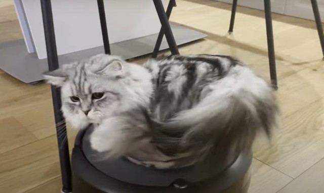 ルンバの名手 障害物 にぶつかりながらも乗り続ける猫にネット騒然 強いな 動じないw まいどなニュース