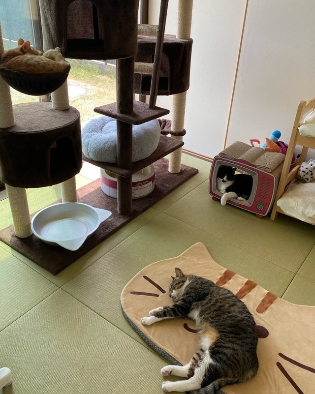 本物の木でキャットタワーを 来客に対面しないよう工夫に工夫 猫がネコらしく過ごせる 猫部屋 の実例5選 まいどなニュース