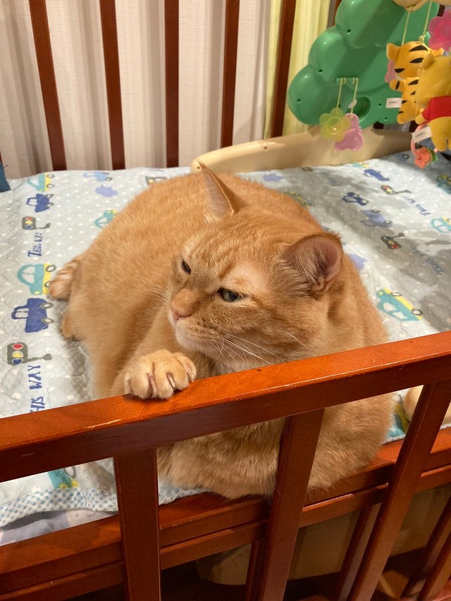 娘と猫のwin Winな関係 この発想はなかった 大きな背中の有効利用に6 5万件のいいね まいどなニュース