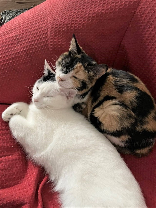 頭ごっちん でお父さん大好き おでこに火傷を負った猫 家族に愛を伝えていると毛も生えてきた まいどなニュース