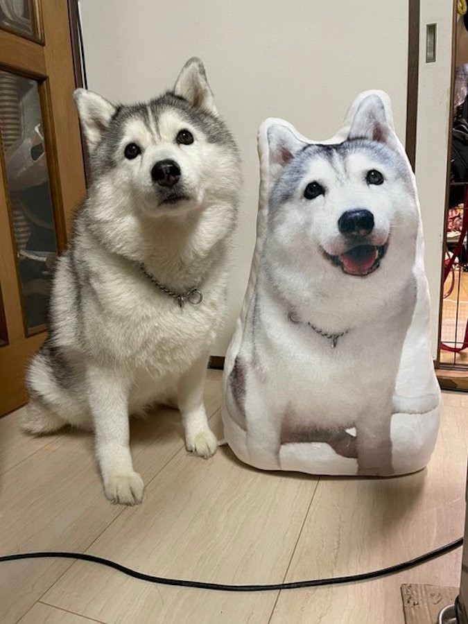 シベリアン たぬきー キリッとしたイメージを覆すタヌキ顔の かわゆい系 ハスキーが話題 ポメラニアンかと まいどなニュース
