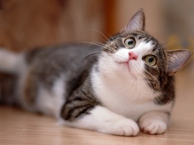 猫の飼い主さん必見のウェブ講座! 専門の獣医師に学ぶ動画配信中