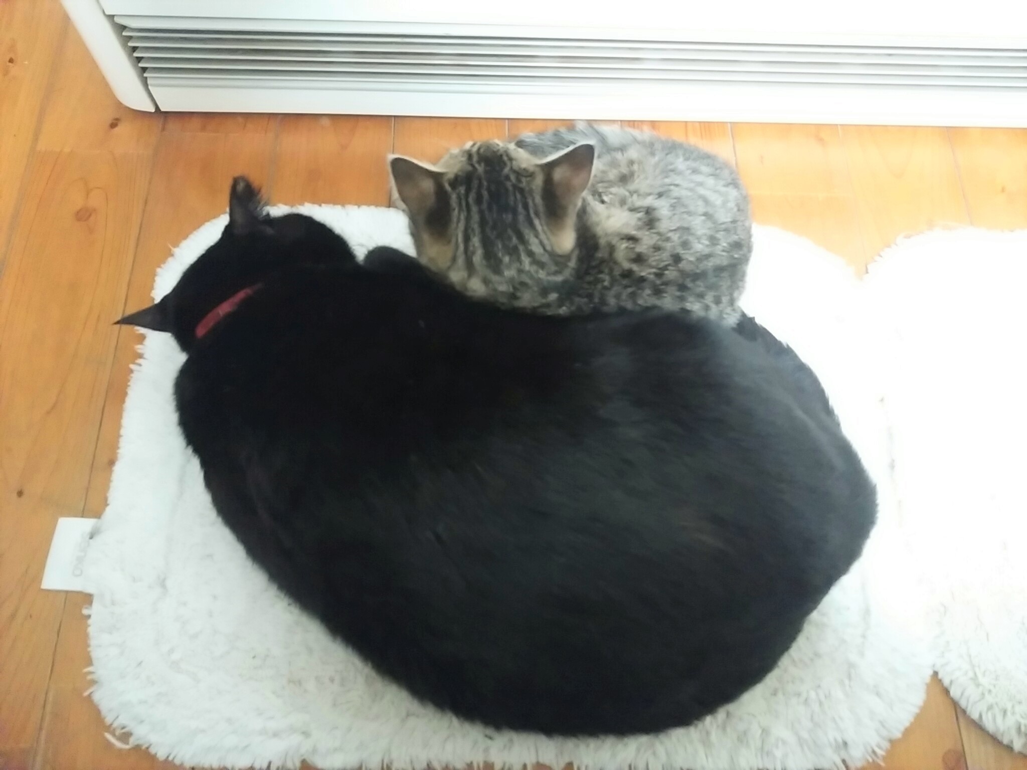 黒猫は招き猫！自らトートバッグに入ってきた猫は、家族に 