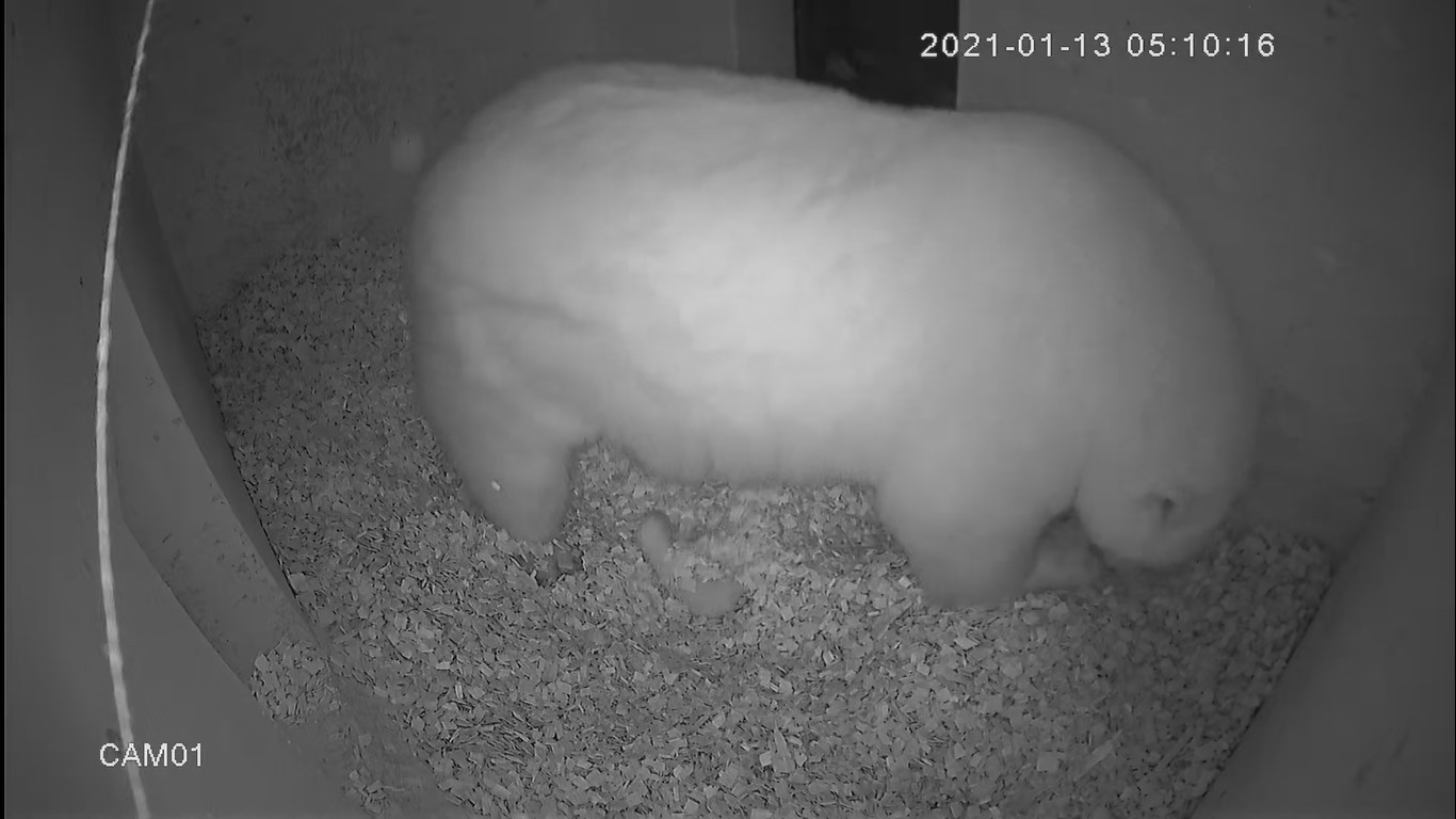 生まれたてのホッキョクグマの赤ちゃんが鳴いて転がる動画が大人気 大雑把な 母にも全国からエール まいどなニュース 生まれたてのホッキョクグマの赤ちゃんが鳴いて転がる動画が大人気 大雑把な 母にも全国からエール まいどなニュース