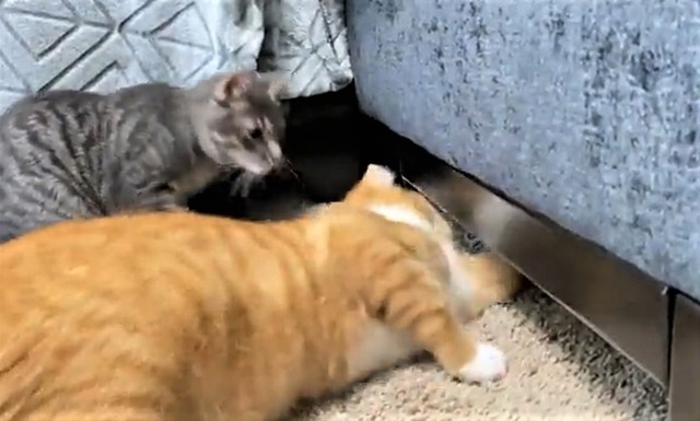 うわっ 飛び出しウサギに驚く子猫 おもちゃみたい 超高速 猫とウサギの暮らしが面白すぎる まいどなニュース