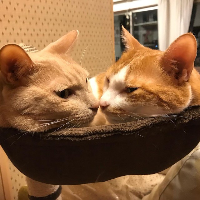 兄弟離れ離れにしちゃダメだよ ２匹一緒にもらわれた子猫たち 里親さん家で幸せに まいどなニュース