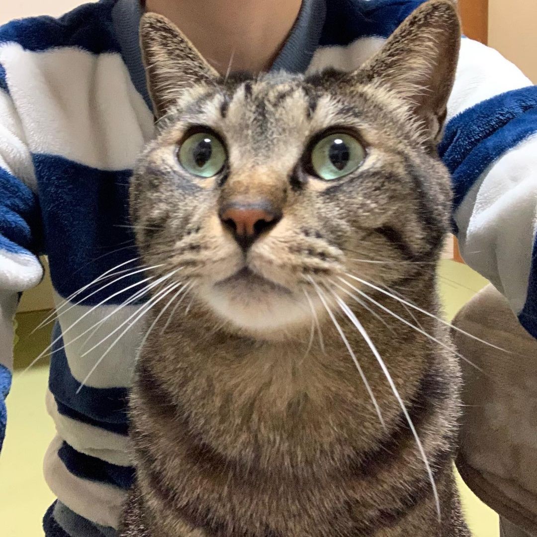 18年間寄り添ってくれた愛猫はうつ病から救ってくれた恩猫 瓜二つの子猫を迎えて恩返し まいどなニュース