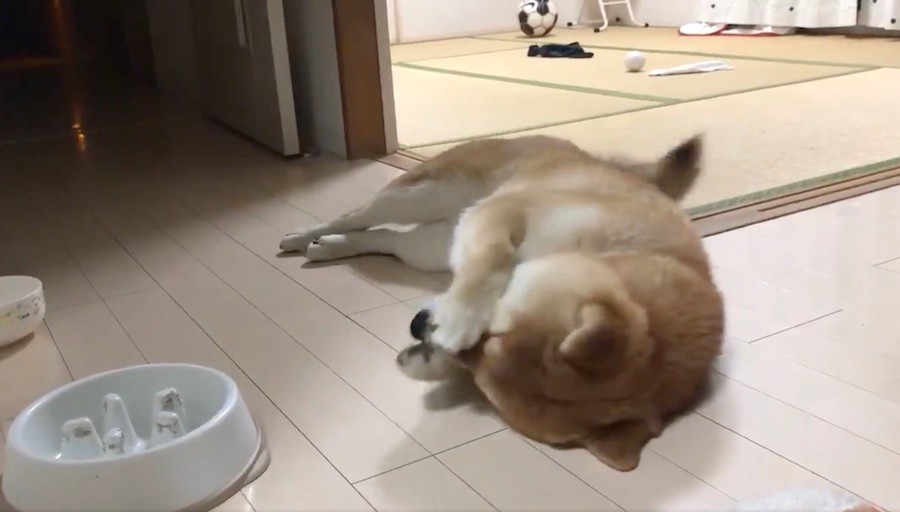 うああ っ 早食いを後悔する柴犬さんに この世の終わりみたい 心の声ダダもれ と爆笑 まいどなニュース うああ っ 早食いを後悔する柴犬さんに この世の終わりみたい 心の声ダダもれ と爆笑 まいどなニュース