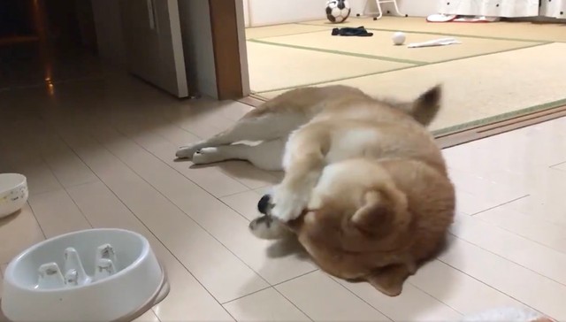 うああ っ 早食いを後悔する柴犬さんに この世の終わりみたい 心の声ダダもれ と爆笑 まいどなニュース