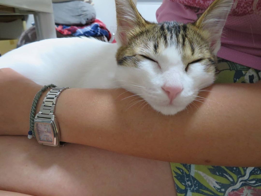 1匹目の子猫を保護した場所で また子猫の鳴き声が これは運命 2匹目も迷うことなく保護 まいどなニュース