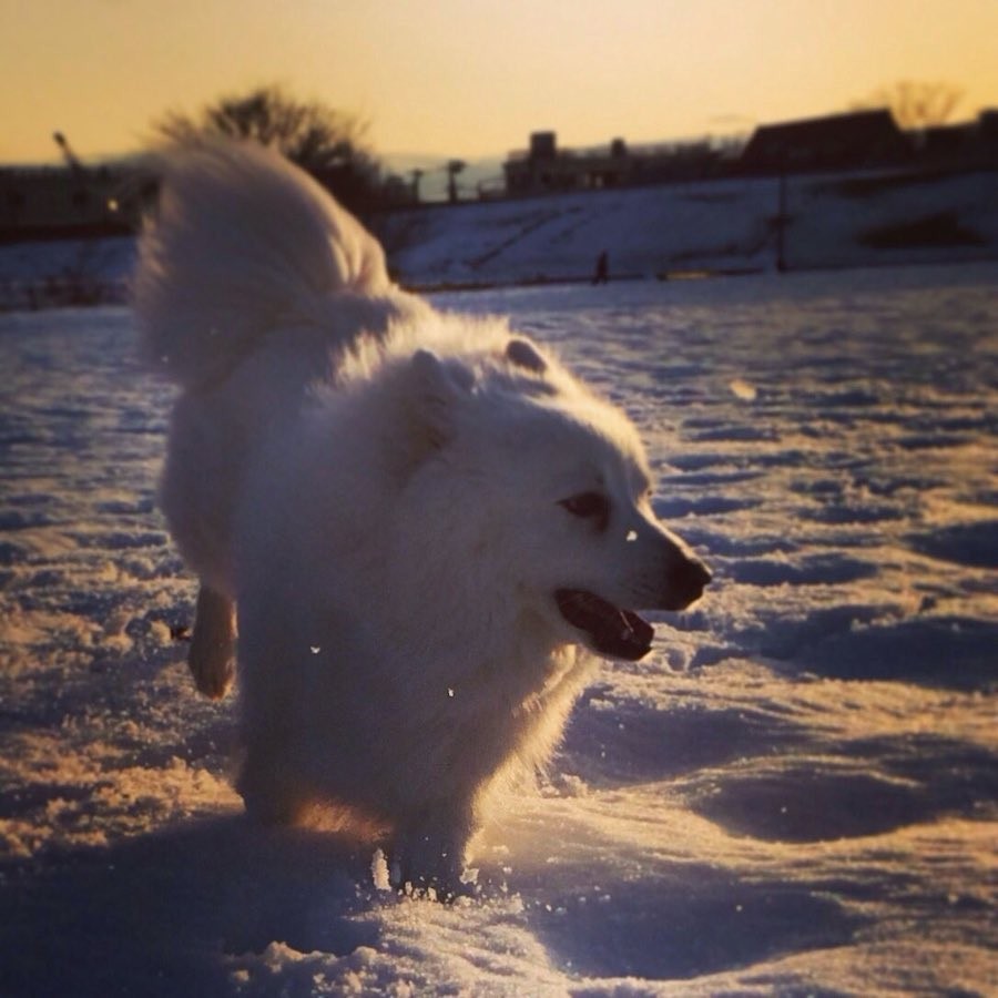 あいつ 食べていい もののけ姫 の山犬兄弟みたいな犬2匹が見つめる先は ヤックル逃げてぇ まいどなニュース