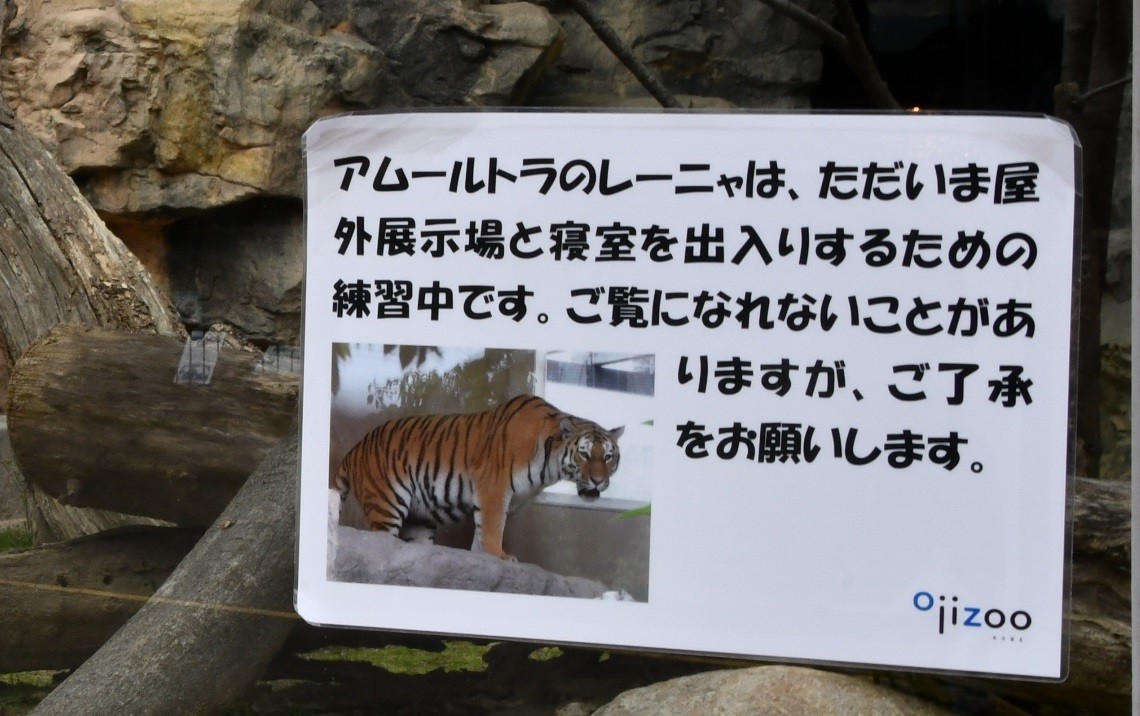 張り紙 アムールトラは出入りの練習中 ってどういうこと 表に出られないのはお隣のメスライオンが原因 まいどなニュース