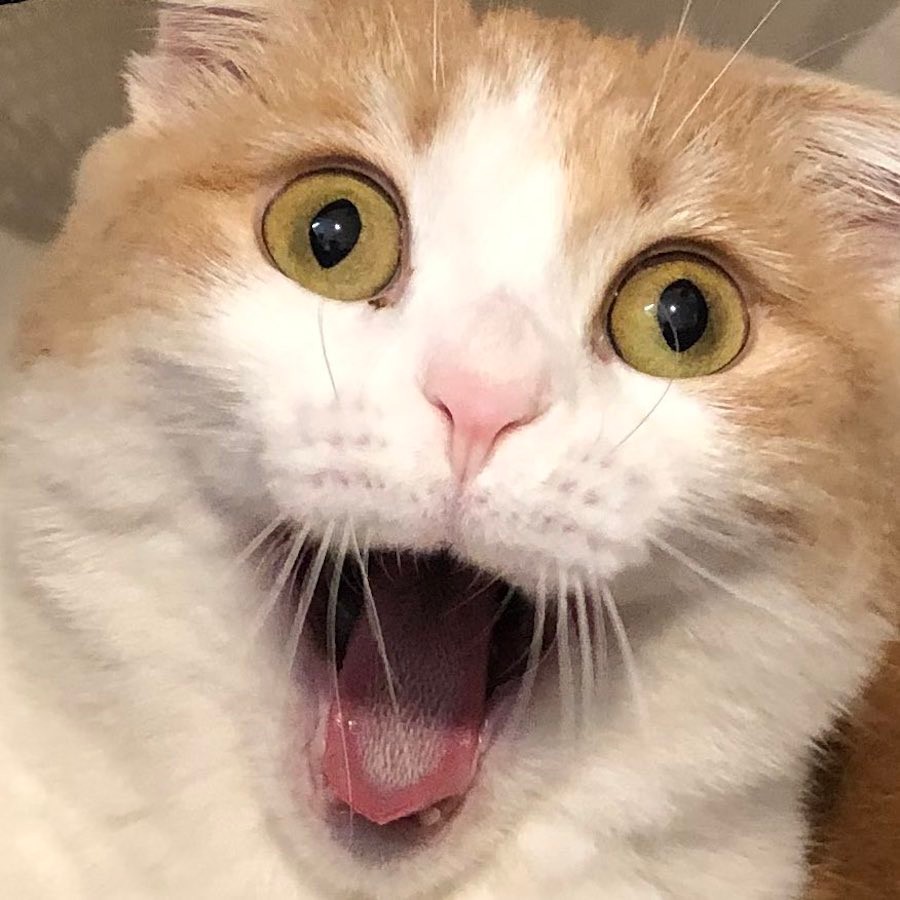 洗濯カゴに入ってたのがバレた猫 の顔に爆笑 瞳孔ガン開き 実は猫飼いさんなら分かる あの時 の顔でした まいどなニュース