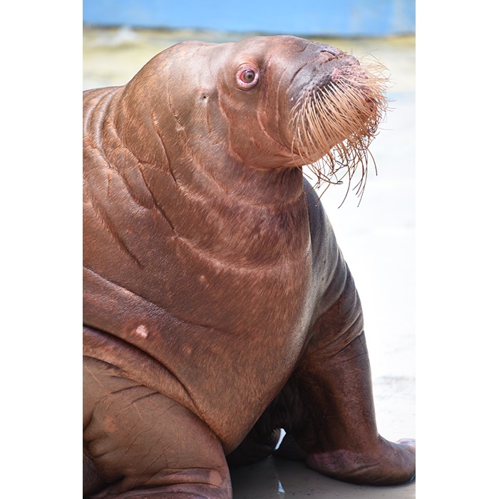 豪快 セイウチさんの雪かきお手伝い これって効率よすぎじゃね 専属獣医さんに聞いた まいどなニュース