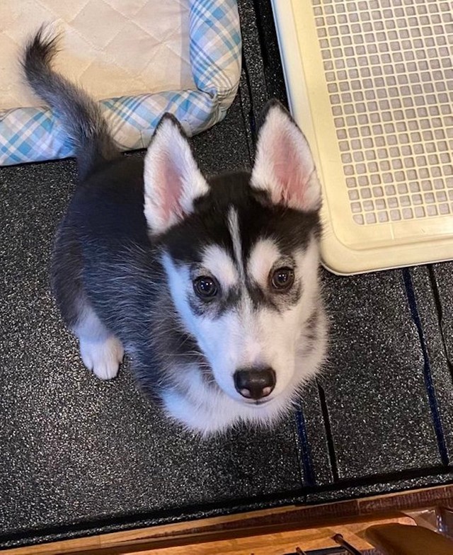 キマッちゃってますね 嬉し過ぎて顔が崩壊した子犬 福笑いみたいになったハスキーの笑顔に爆笑 まいどなニュース