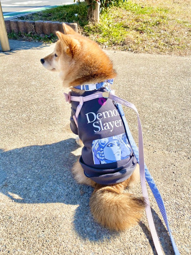 香箱座りは得意だワン まるで猫のような寝方の犬が話題 なんですか このかわいいきなこ餅は まいどなニュース