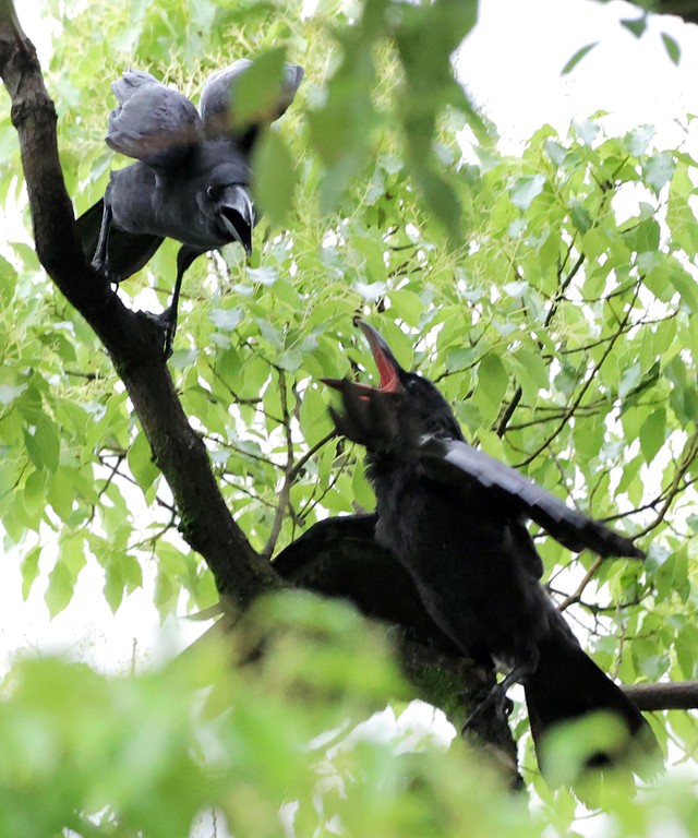 凶暴なカラスが法曹関係者を相次ぎ襲撃 なぜ 地裁に巣食う イチミンのカラス まいどなニュース