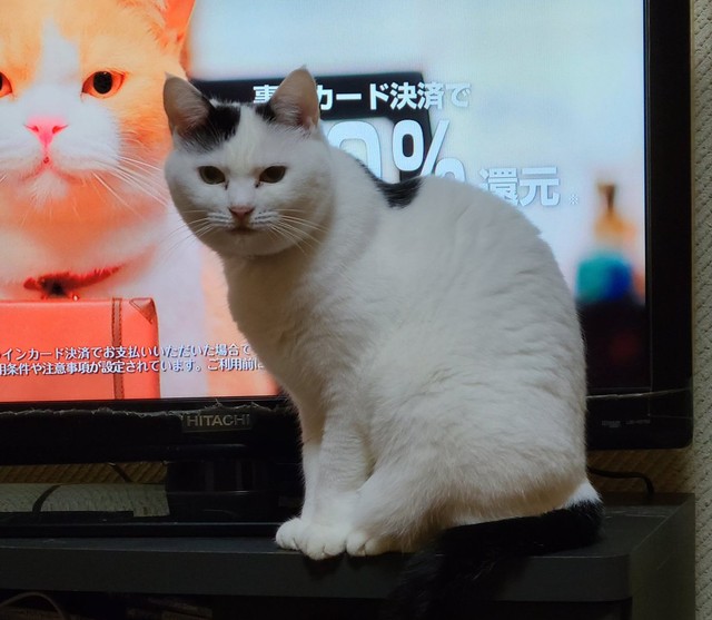 ごめんな つかめないんだよ 加湿器の蒸気を食べようとする猫ちゃん動画が44万回再生 見入ってしまった まいどなニュース