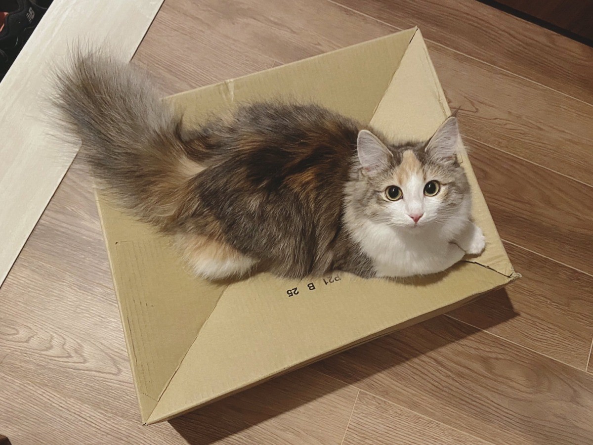 これぞ 箱入り猫 みっちり収まる姿がsnsで人気 飼い主さん 可愛すぎて無限に写真撮ってしまう 笑 まいどなニュース これぞ 箱入り猫 みっちり収まる姿がsnsで人気 飼い主さん 可愛すぎて無限に写真撮ってしまう 笑 まいどなニュース