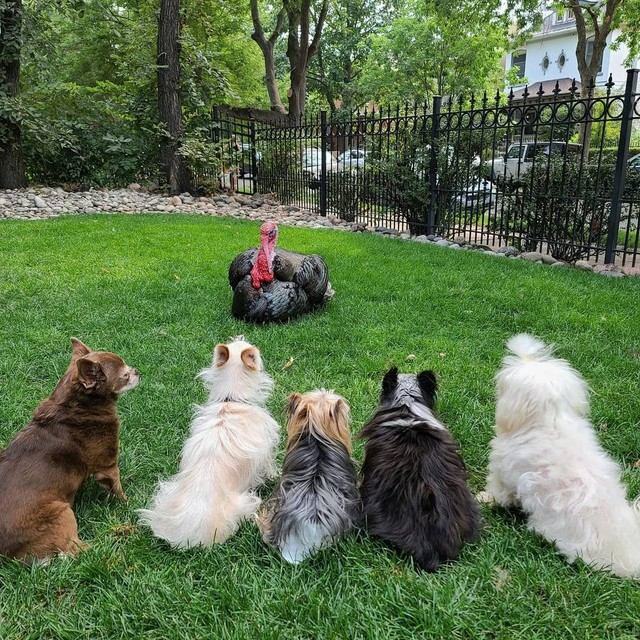 誰も欲しがらない犬をください 12歳チワワをきっかけに今では13匹と4羽の大家族に まいどなニュース