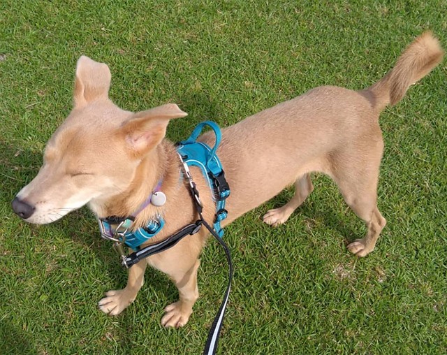 ドライヤーの音にも震え上がっていた保護犬 新しい飼い主に愛情を注いでもらい 今ではヘソ天するまでに まいどなニュース