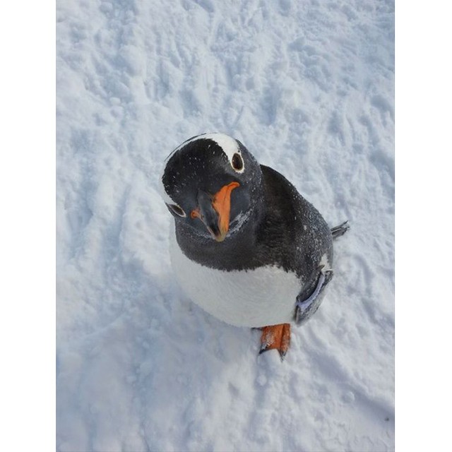 マッチョなペンギンが話題 自粛で筋トレしすぎたの おたる水族館の獣医さんに聞いた まいどなニュース