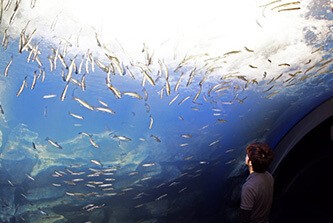 激流を流れ落ちる滝を下から見上げる日本初の「滝つぼ水槽」も＝北の大地の水族館提供