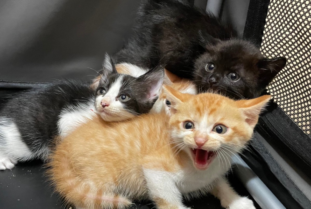 門扉の屋根下に4匹の子猫がぎゅうぎゅう詰め お願いやから出てきて 野良猫一家 豪邸で大捕り物 まいどなニュース