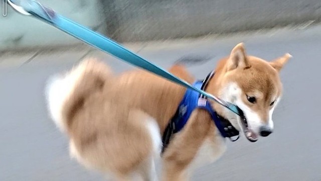 柴犬 ヒャッホーイ 飼い主 普通に走ってくれ 散歩が楽し過ぎる柴犬 につきあう飼い主に励ましの声 この瞬間を撮影できたのがすごい まいどなニュース