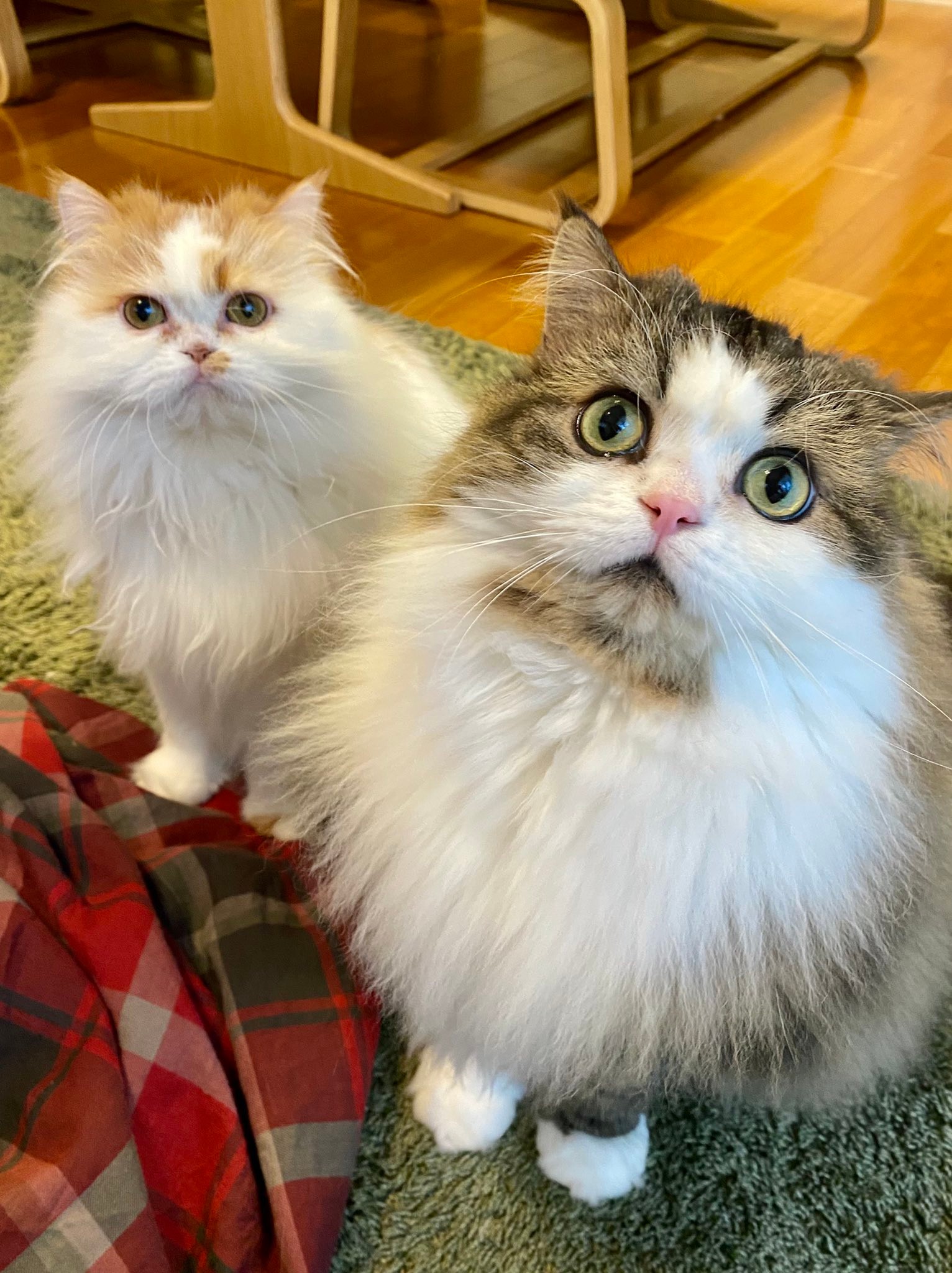 魚焼きグリルのホッケに目がクギづけの猫 顔が本気 お顔がニャンとも可愛い 食いて ニャ まいどなニュース