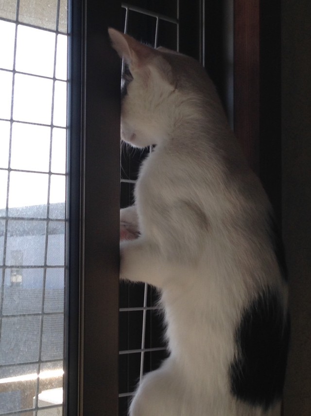 決まりました】猫ちゃんの脱走防止柵