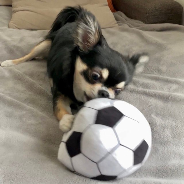 「おもちゃには真剣に向き合うタイプ」なのだそう（画像提供／チワワのごまじろーさん） 