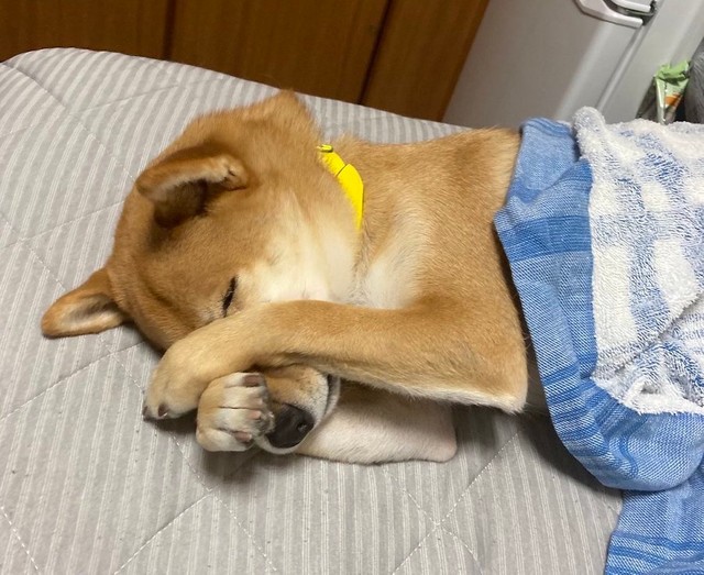 まぶしいっ 目が 目がぁぁ まだ眠い柴犬が 朝起きたくない人間の子どもみたい 小学生時代の僕ですわ まいどなニュース