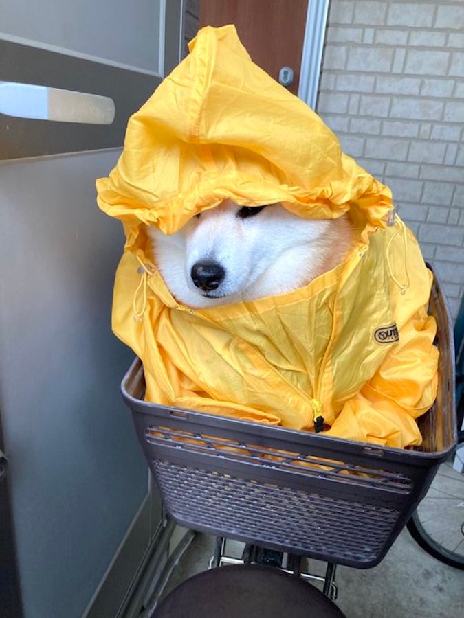 すべてを察して気配を消す柴犬 黄色いカッパ姿で オーラゼロ になった理由は 飼い主に聞いた まいどなニュース