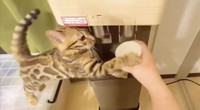 猫は濡れることを嫌うのにu2026お風呂大好きな猫がいた 本当は毎日入浴 