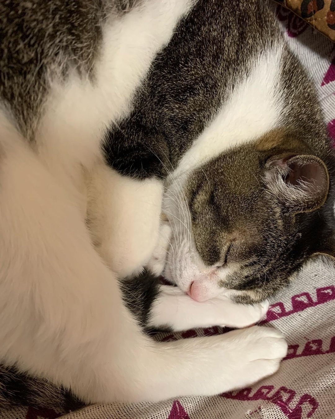 ツナ缶の油で飢えをしのいでいた猫 保護して猫アレルギーが発症するも家族に みんなを 癒やす まいどなニュース ツナ缶の油で飢えをしのいでいた猫 保護して猫アレルギーが発症するも家族に みんなを 癒やす まいどなニュース