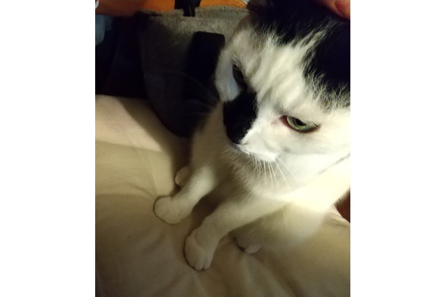 目力強すぎと思ったらまさかの寝顔 ご満悦でも眉間にしわが寄る ちょっと損な猫さん まいどなニュース