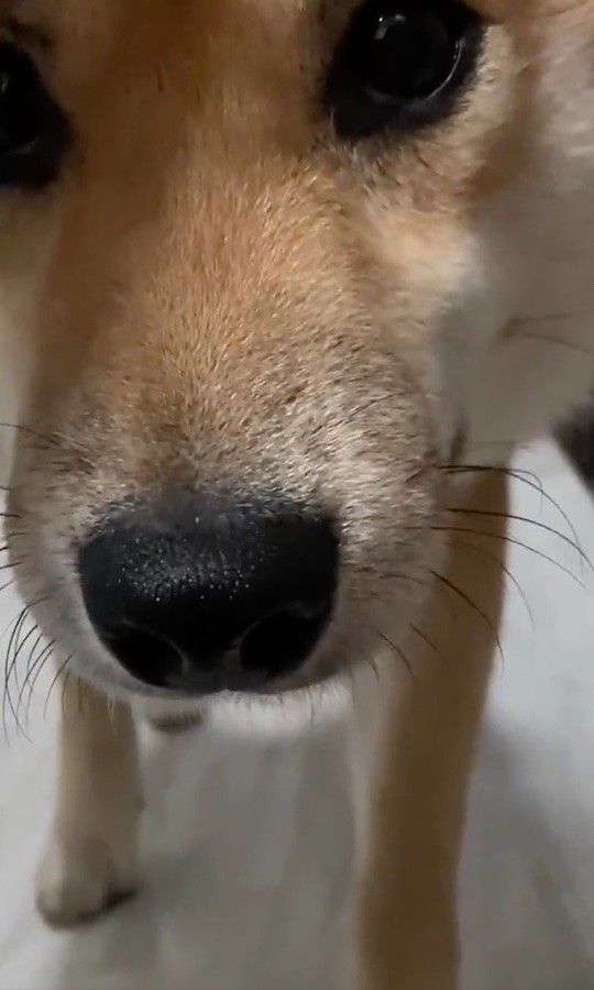 柴犬のスロー動画かと思った いたずらを見つかり そろりそろり とやってくる柴犬 これは怒れない まいどなニュース