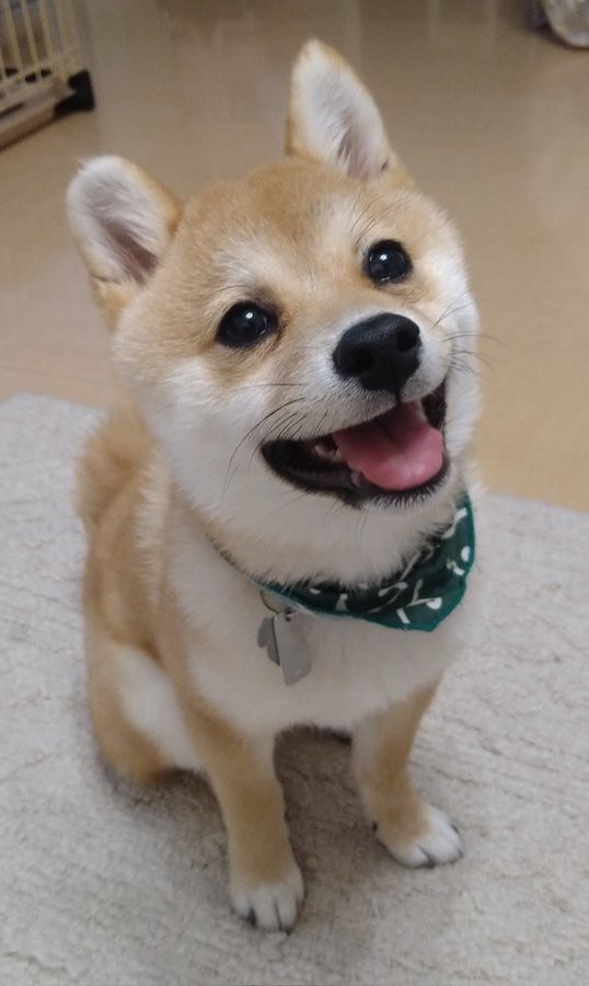 散歩楽しかったみたい ニコニコ笑顔で見上げる子犬にキュン また行こうねって言ってるお顔 可愛すぎて心臓が痛い まいどなニュース