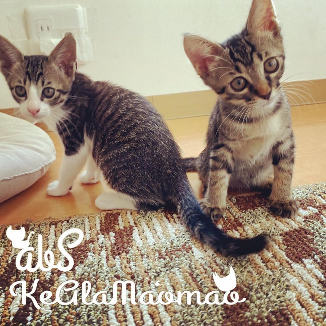 許せない 回収されなかったゴミ袋から4匹の子猫を発見 猫ボランティアが保護 まいどなニュース