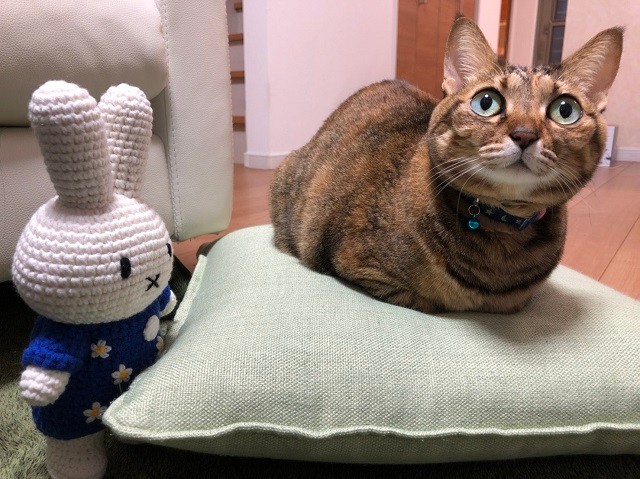 しめしめだニャン ニヤリと不敵な笑みを浮かべる猫ちゃんが話題 何か企んでるんじゃないの まいどなニュース