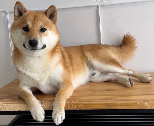 目覚めたら 柴犬が笑ってた 散歩の時間だよ ニコニコ笑顔で飼い主の寝顔を覗き込んでた柴犬にほっこり まいどなニュース