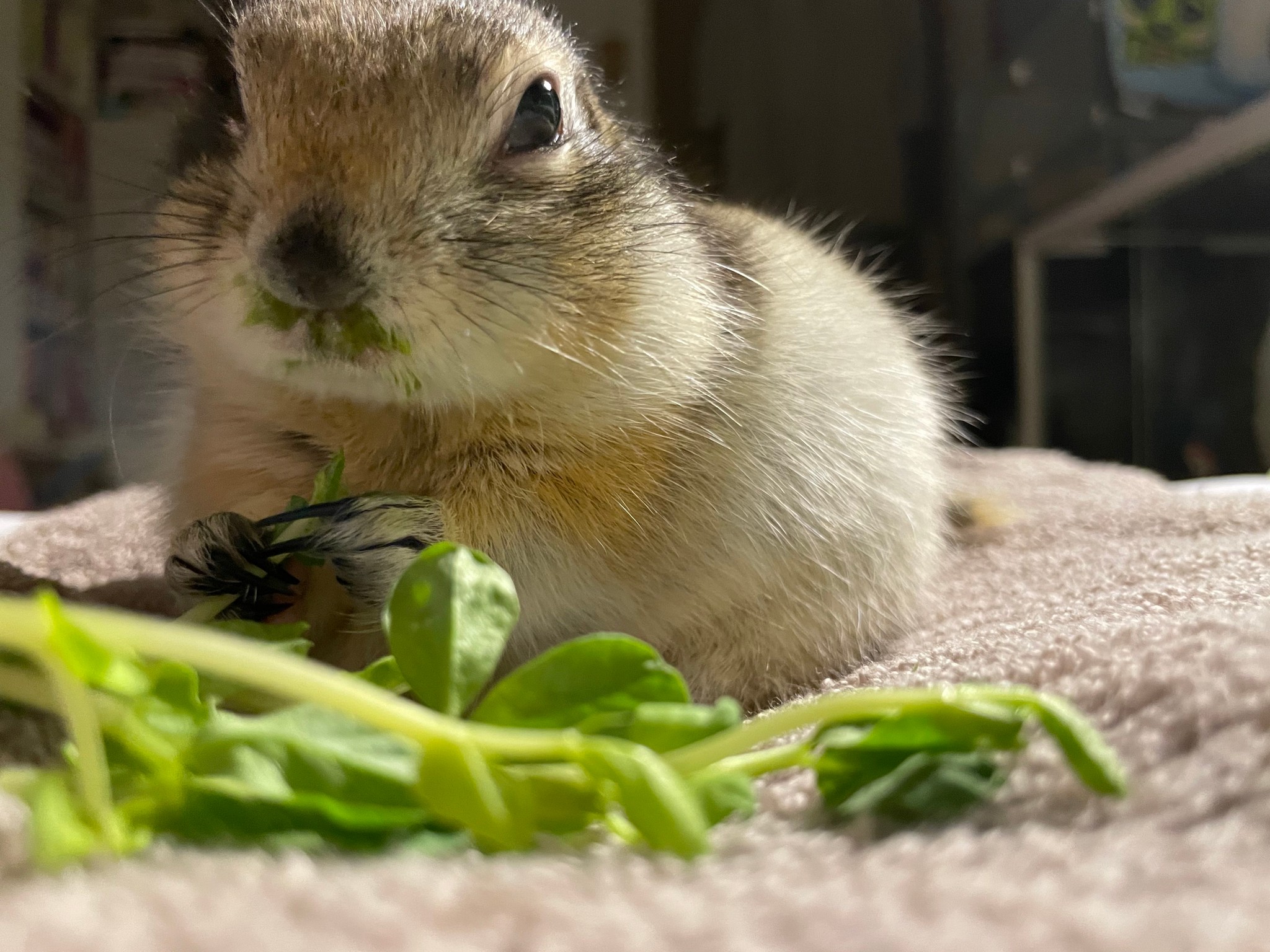 寝てるリスに豆苗をあげたら 飼い主の検証動画が話題 寝ながら食べたぁ ロケットスタートな食い意地 まいどなニュース 寝てるリスに豆苗をあげたら 飼い主の検証動画が話題 寝ながら食べたぁ ロケットスタートな食い意地 まいどなニュース