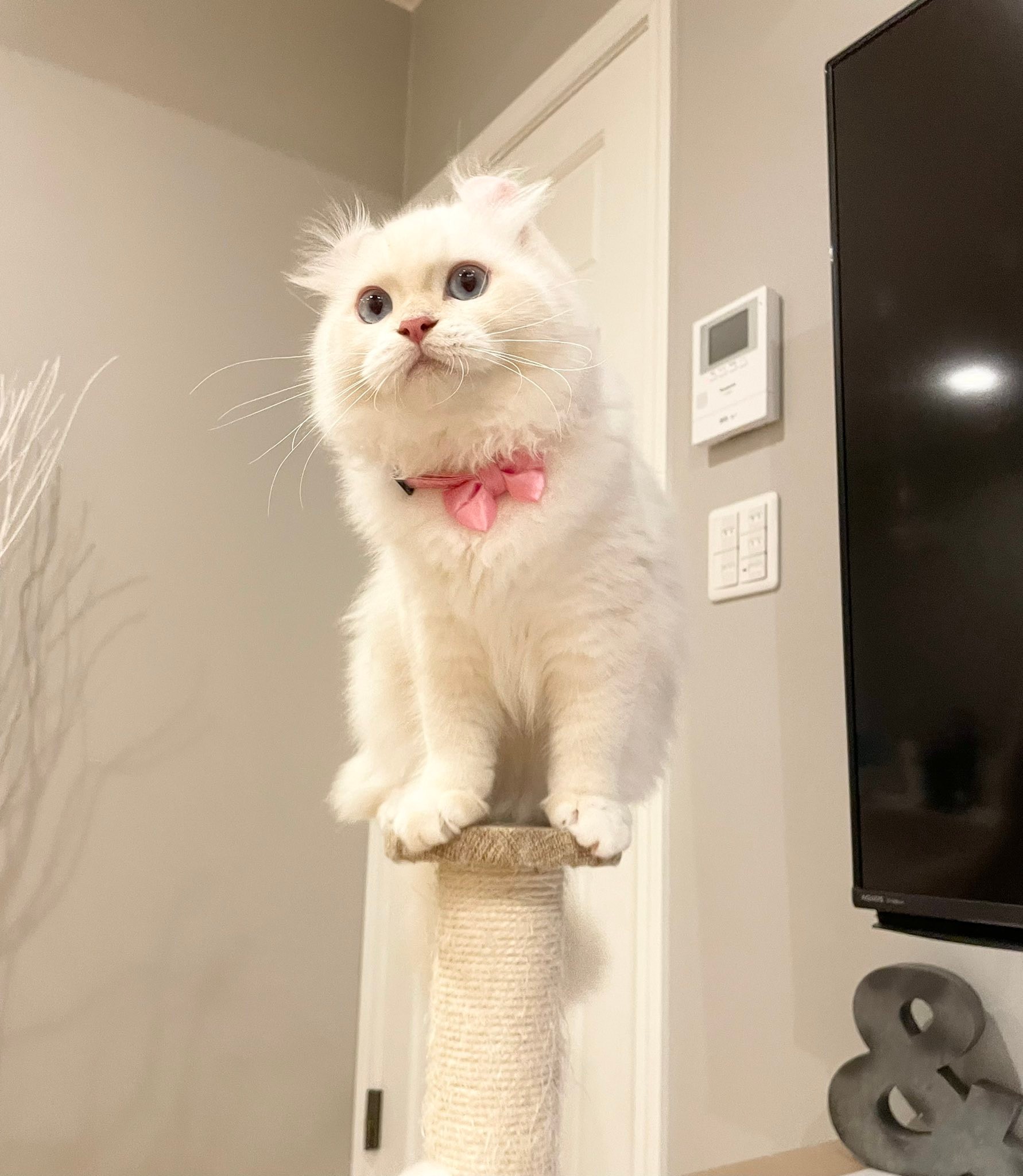 好きなだけ入っていいよ」自作の猫専用シンクのクオリティに称賛の声 
