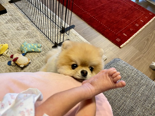 妹ができました 赤ちゃんに喜ぶ犬さん 祝福の声続々 最高過ぎます 優しいお姉さんの目をしてる まいどなニュース