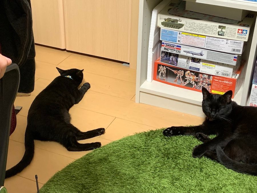 ネコおぉぉぉu203c︎u203c︎」貼りつく子猫に爆笑「筋トレ中？」「壁ぇぇぇ 