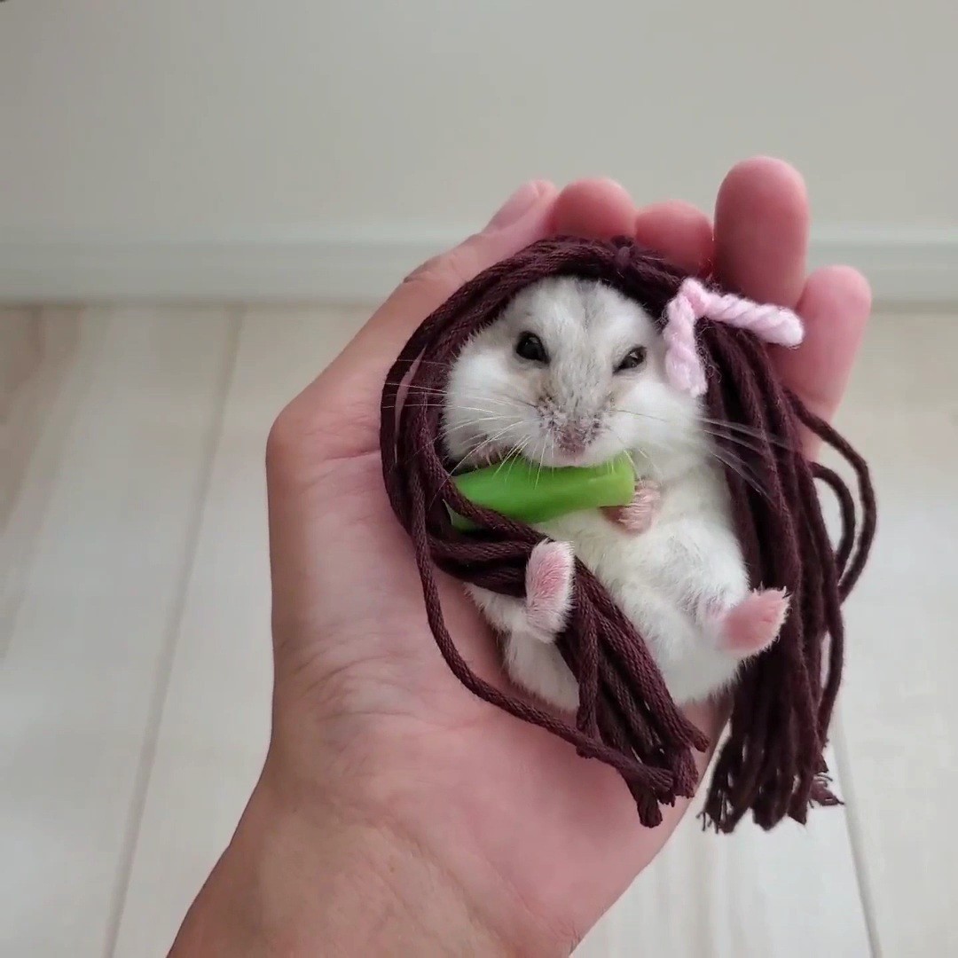 ハムスターにプロポーズ 指輪 を受け取る姿がかわい過ぎると話題 しかもその後食べちゃった まいどなニュース